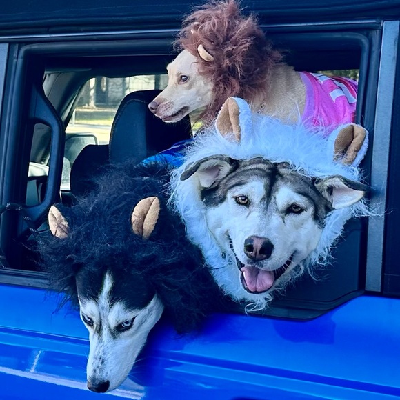 Meet your Posher, Laurelle - Picture 2 of 2